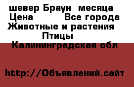 шевер Браун 2месяца › Цена ­ 200 - Все города Животные и растения » Птицы   . Калининградская обл.